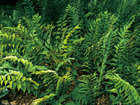 Hardy Fern Cyrtomium fortunei